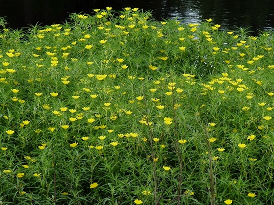 {Ludwigia grandiflora ssp. hexapetala}